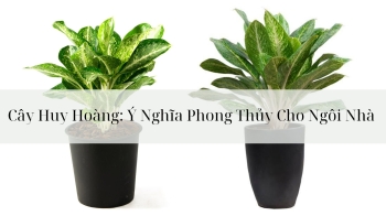 Cây Huy Hoàng: Ý Nghĩa Phong Thủy Cho Ngôi Nhà Của Bạn